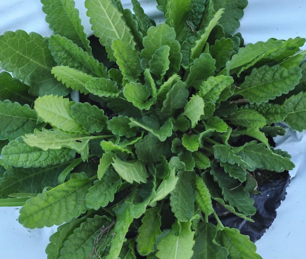 Bouquet of serrated bright green betony leaves with slightly darker veins on larger leaves
