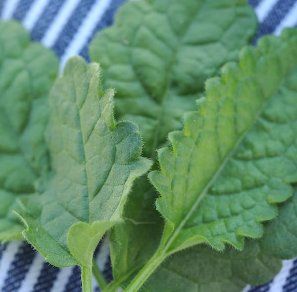 Bright green serrated edge long leaves with darker green veins, on a blue and white striped surface