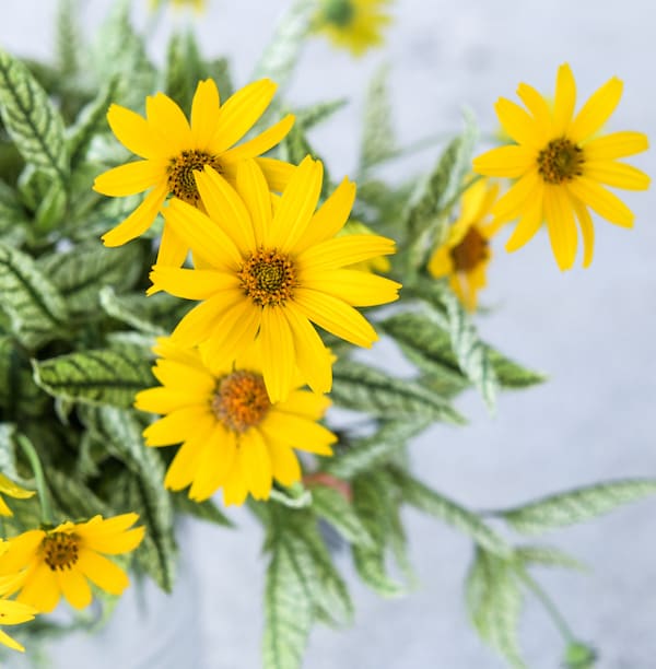seven bright yellow daisy-like blossoms with darker orange-brown centers in front of variegated leaves of light green with darker green veins against a pale grey background