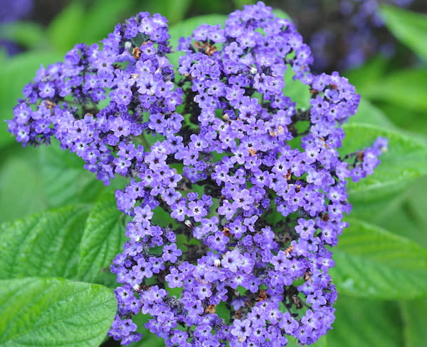 Bright green leaves surround cluster of tiny purple glossoms