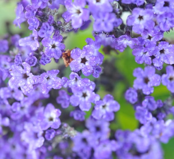 Close image of cluster of tiny purple blossoms with drops of dew clinging to the petals against green leaves in background