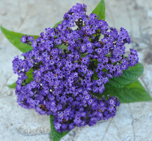 Clump of tiny purple blossoms and green leaves on a weathered pale green surface