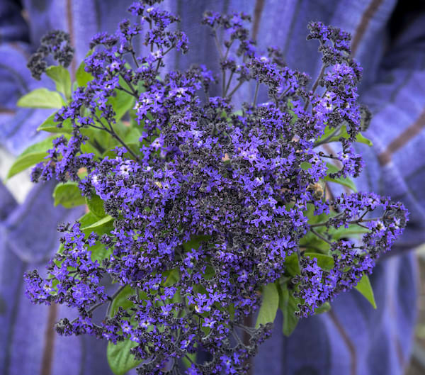 Person in purple linen jacket with brown vertical stripes holds a bouquet of sprays of tiny purple blossoms and green leaves