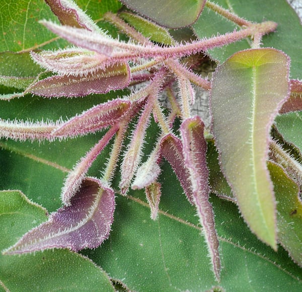 Very close image of dark red bud and leaves covered in tiny white hairs, with dark green leaves in background