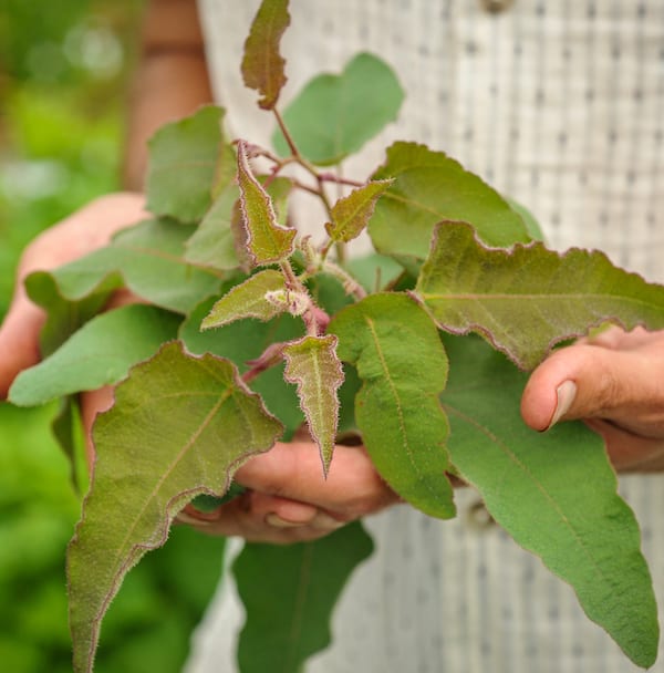 Person in a white checked shirt holds a spray of bright green and red-trimmed eucalyptus leaves with a small bud or blossom at center.