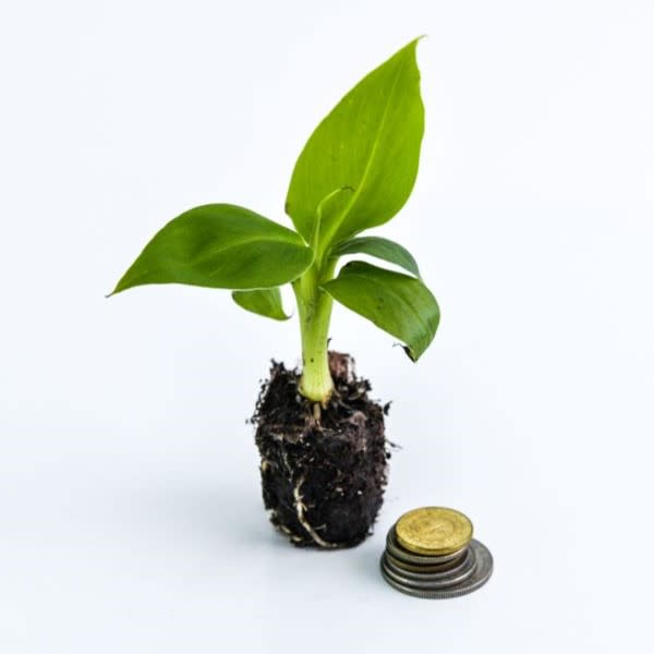 one small banana plant seedling in a clump of soil with a small stack of coins to the right of the base of the dirt