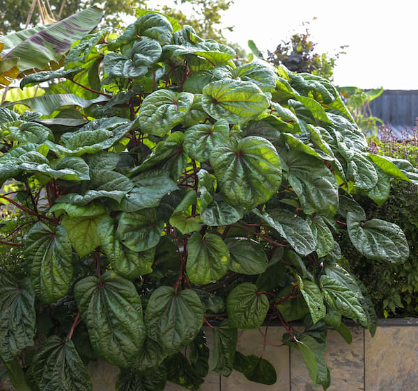 Bushy broad-leaved hibiscus plant growing in a brick planter