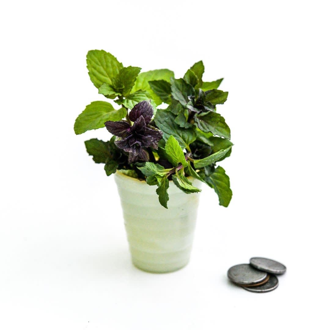 How to Grow Mint Plants | Baker Creek Heirloom Seeds