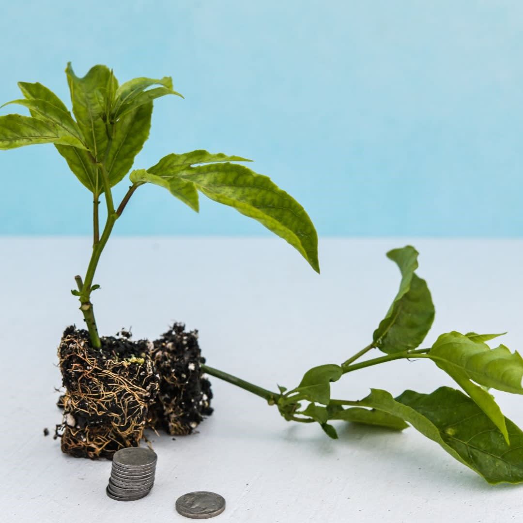 Two small passion fruit plants in cubes of soil; one is upright, the other is horizontal on a white table with a pale blue background. Several coins are scattered and stacked in front of the dirt