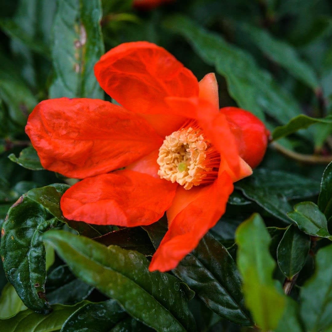 Bright red flower with yellow center surrounded by dark green leaves.