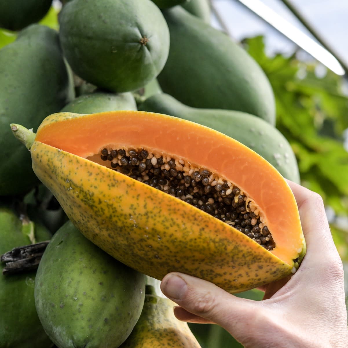 A hand holds an opened papaya in front of a plant with green papayas hanging from the central trunk, with more plants in background