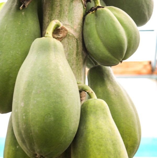 Several small green papayas hanging from a thick woody stem or trunk.