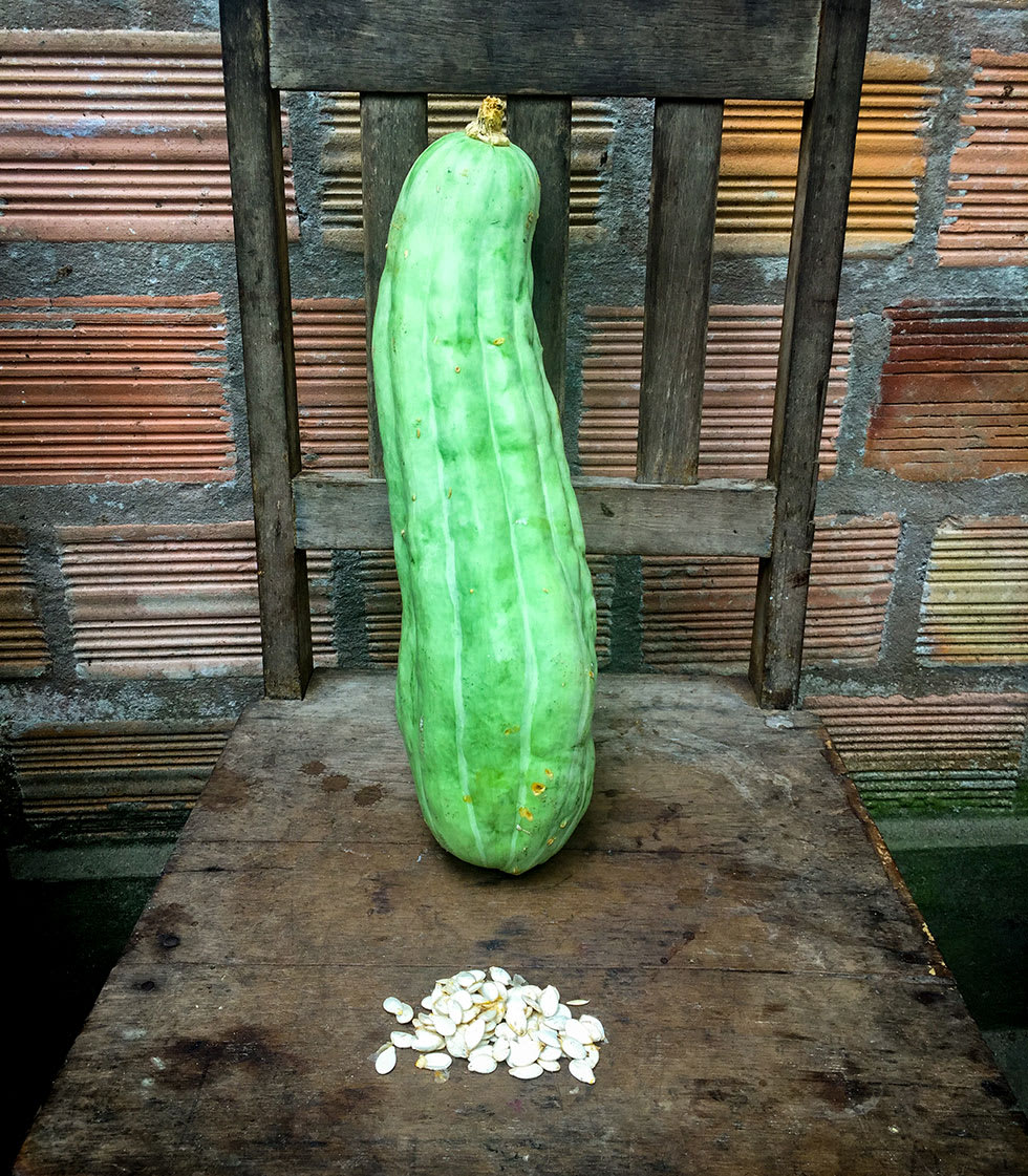 image shows a large bright green squash leaning vertically on the seat of a weathered wooden chair, with a handful of squash seeds in the foreground