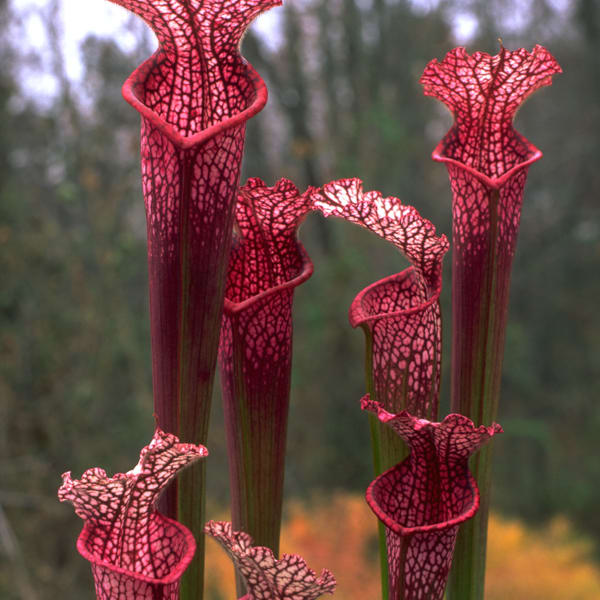5 or 6 cylindrical dark red flowers against distant dark foliage and orange blossoms or leaves