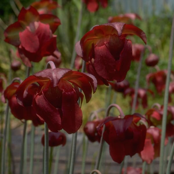 Dark red pitcher plant flowers on thin pale green stalks