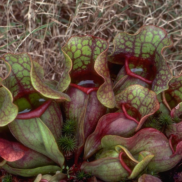 Close photo of cylindrical pitcher plant blossoms of dark red and bright green, with pale dry grass in background; the cuplike flowers are filled with clear liquid