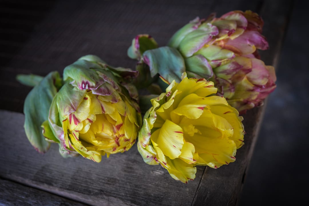 Fruit cocktail tulip blooms