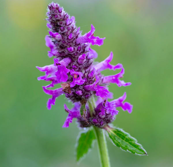 Close image of tiny magenta blooms on a cone-shaped stalk, with two tiny, bright green leaves on a stem.
