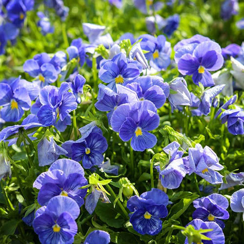 Colorful heirloom pansies blooming in fall, featuring Brush Strokes, Trumpets Mix, and Tiger Laeta.