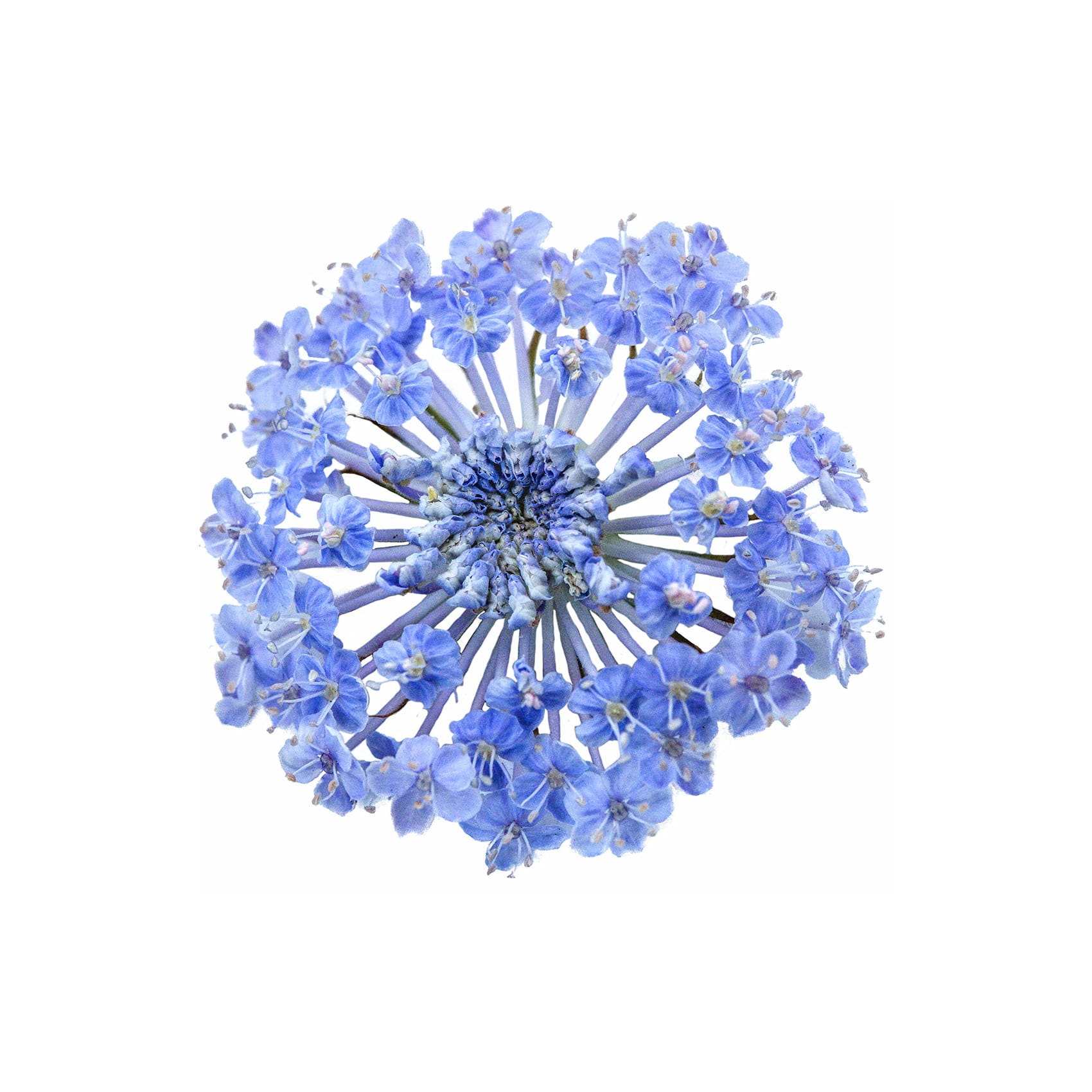 バレエ type L / lace flower sapphire blue Blue Lace Flower Seeds | Baker Creek Heirloom Seeds