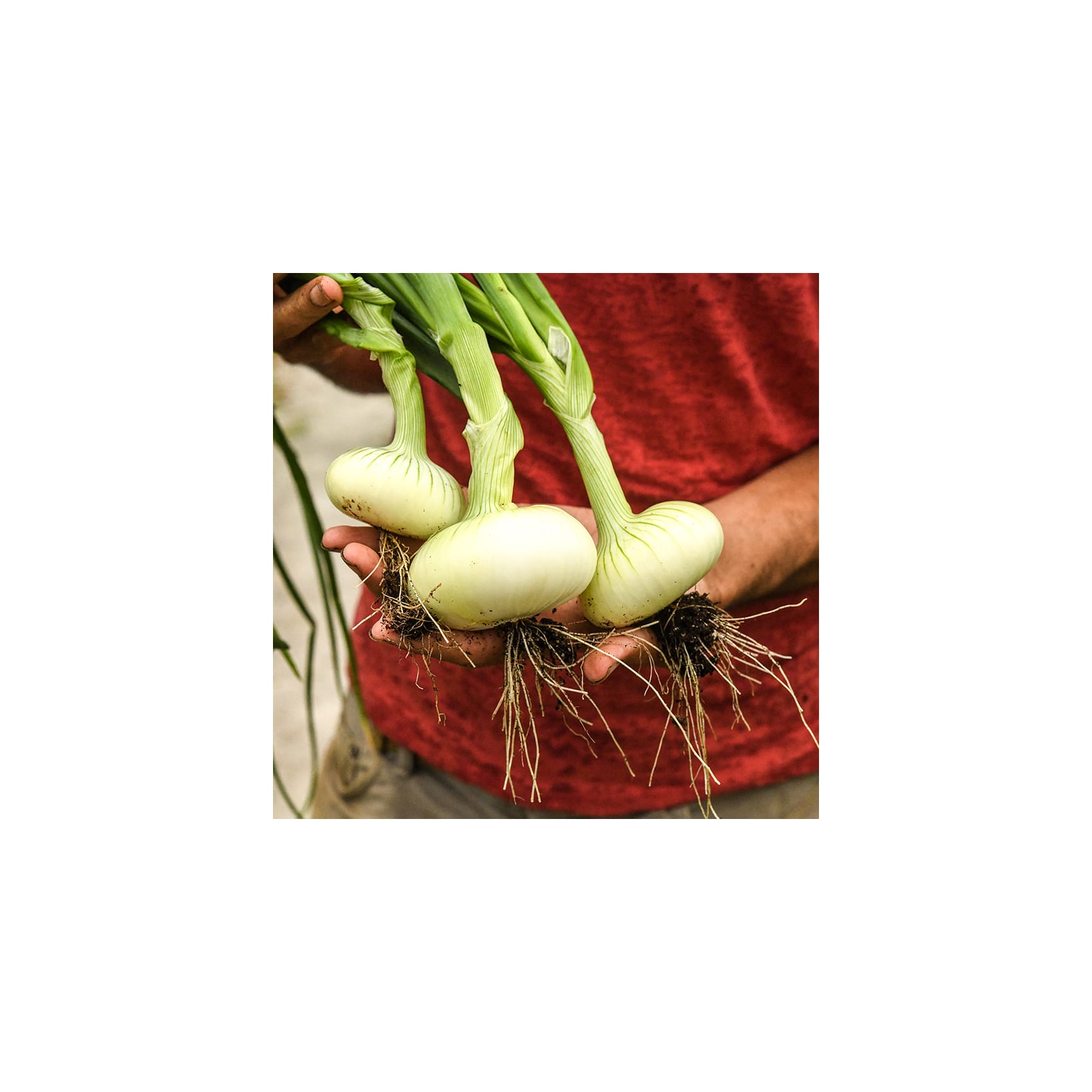 Unzen Flat Onion Seeds | Baker Creek Heirloom Seeds