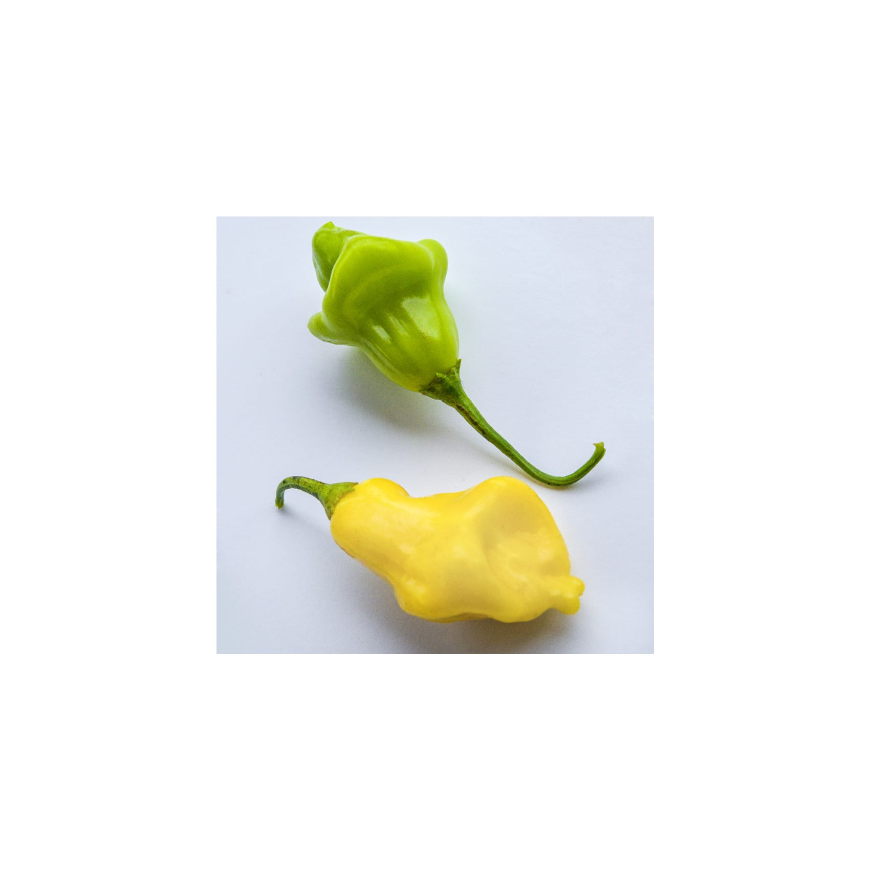 Pepper Hot, Aji Fantasy - Main Image
