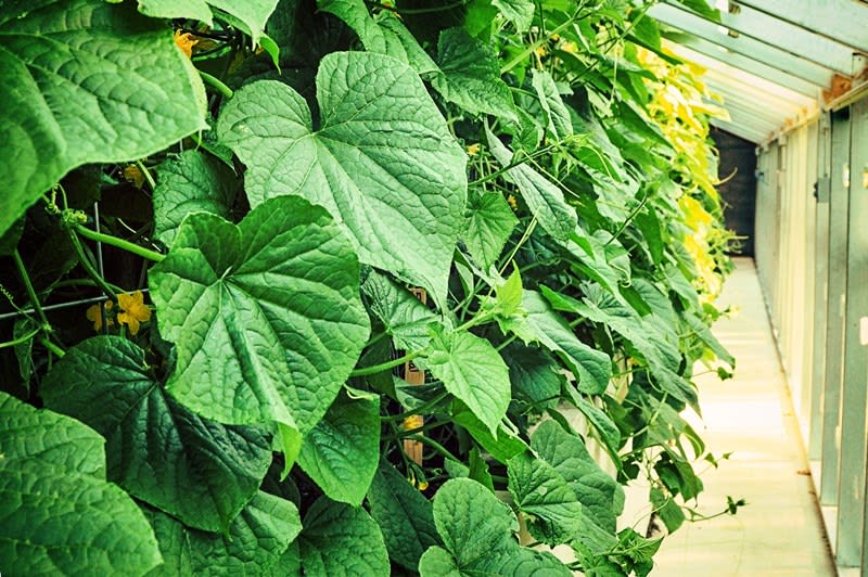 Seeds Of Japan | Baker Creek Heirloom Seeds