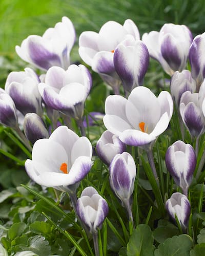 Crocus Springfield Crocus: A Gorgeous Prelude To Spring | Baker Creek Heirloom Seeds