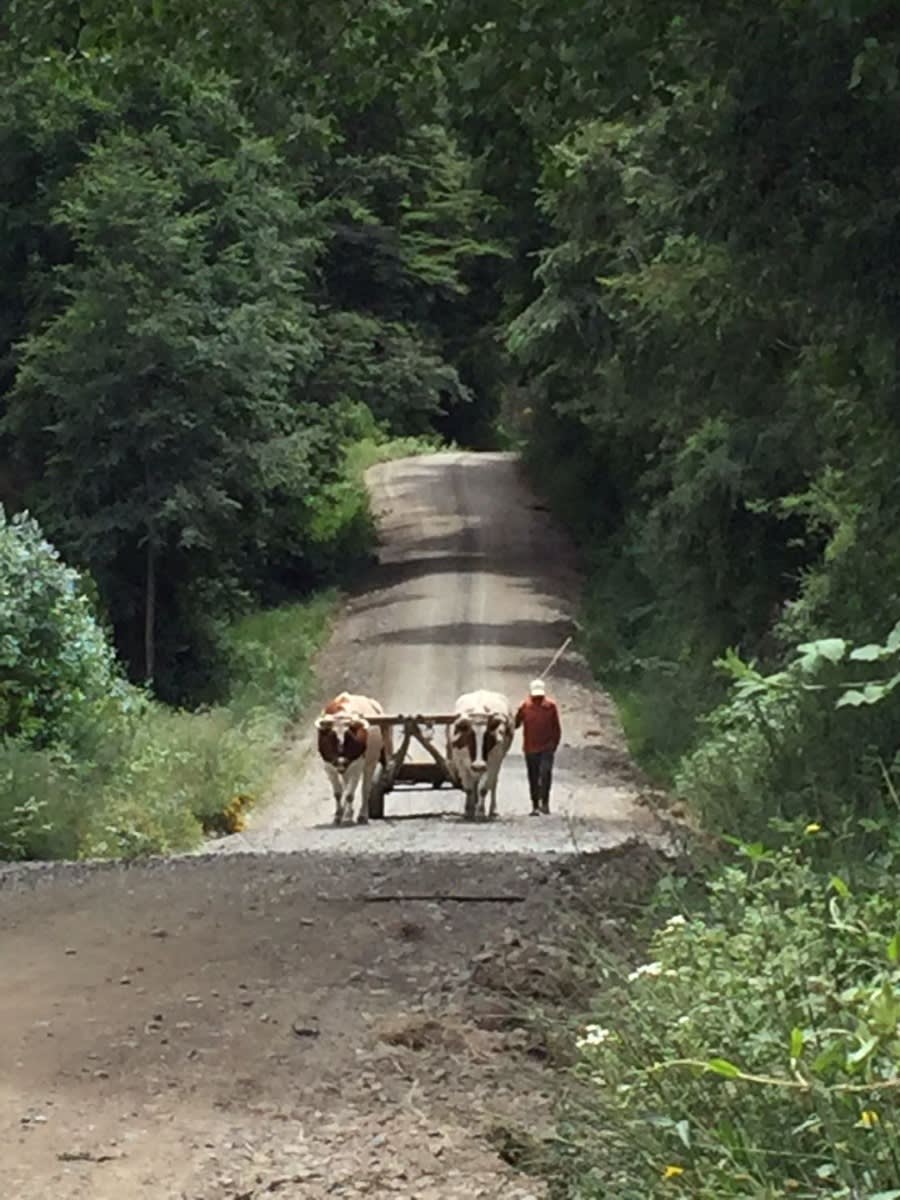 A man in an orange shirt and dark pants wearing a white hat is walking next to a yoke of oxen on a gravel road through a mountain forest.