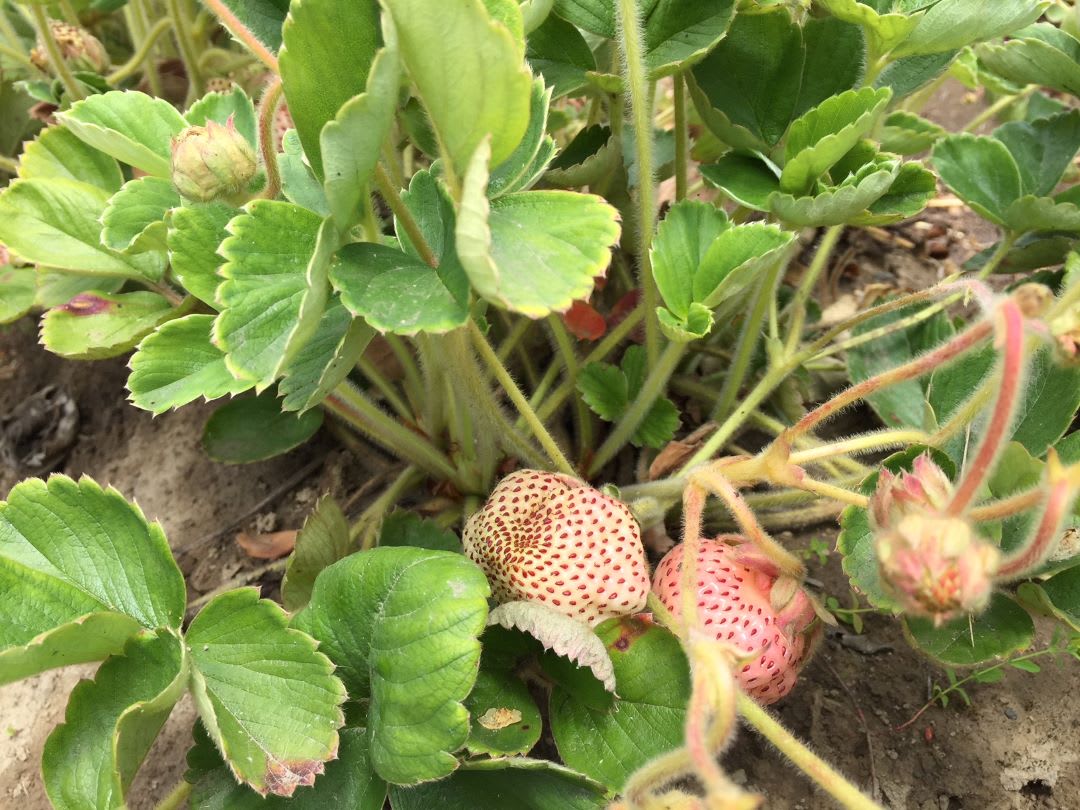 close image of several ivory to pale pink strawberries still on their green plant with several blossoms and immature berries among the foliage.
