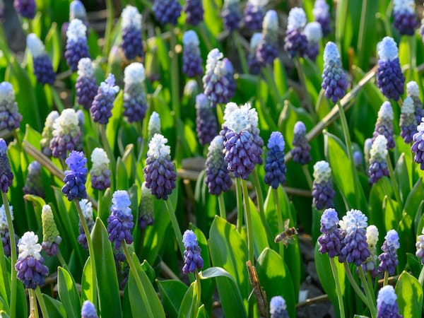 Purple and white blooming muscari flowers