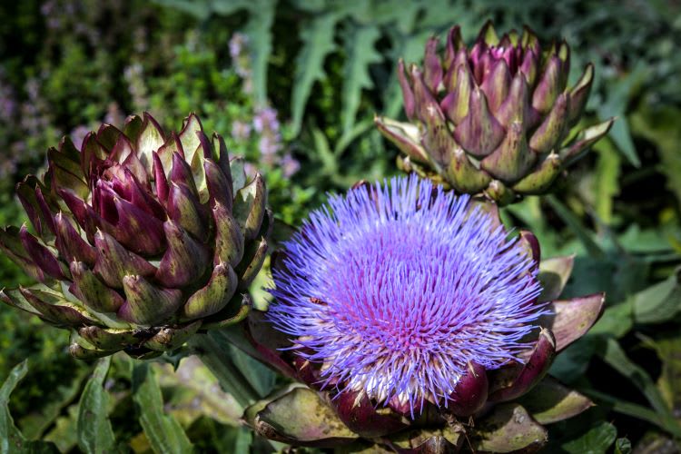 Bright violet round bloom featuring tiny spiked petals with two spiky artichoke globes, dark green with dark red at the center/top of globe, growing in a garden surrounded by spiky green leaves