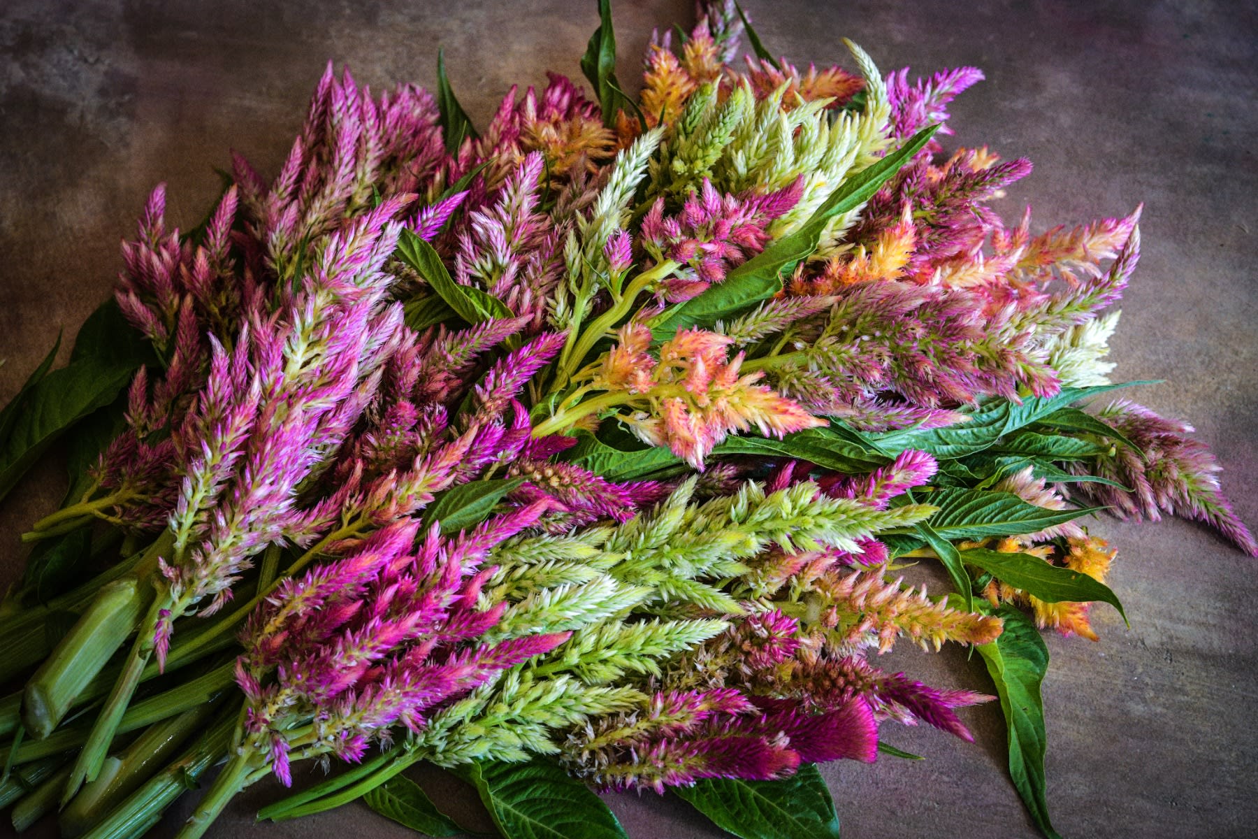Pile of multicolored celosia stalks on a grey surface. 
