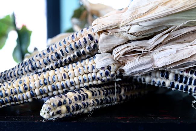 Pale Corn An Ode to Corn: Sacred, Elemental, Diverse | Baker Creek Heirloom Seeds