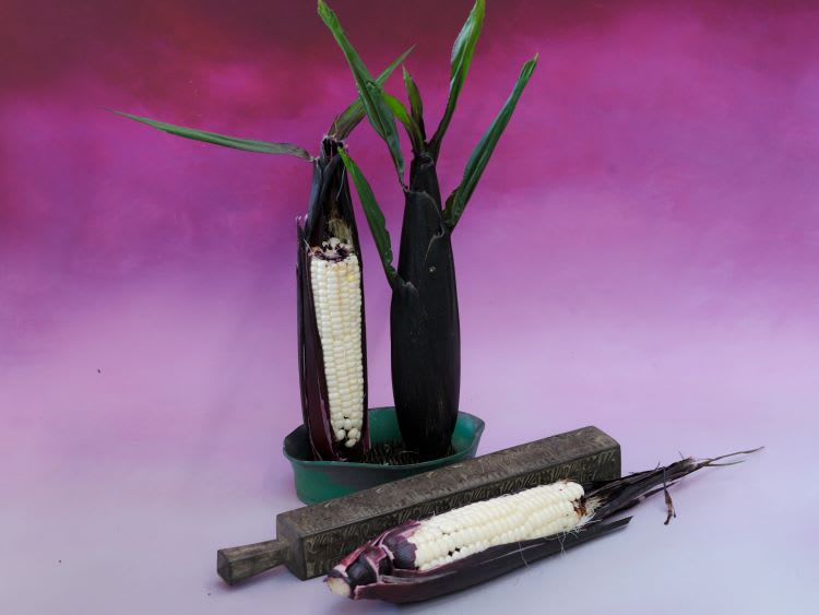 two ears of corn are standing vertically in a green dish; one has the dark purple husks partially peeled away to display pale yellow kernels with dark purple kernels at the ends; the second ear of corn is still in its dark purple husk and another partly peeled ear of corn is lying on the table next to a long wooden kitchen tool. The background is dark pink at the top fading to pale pink