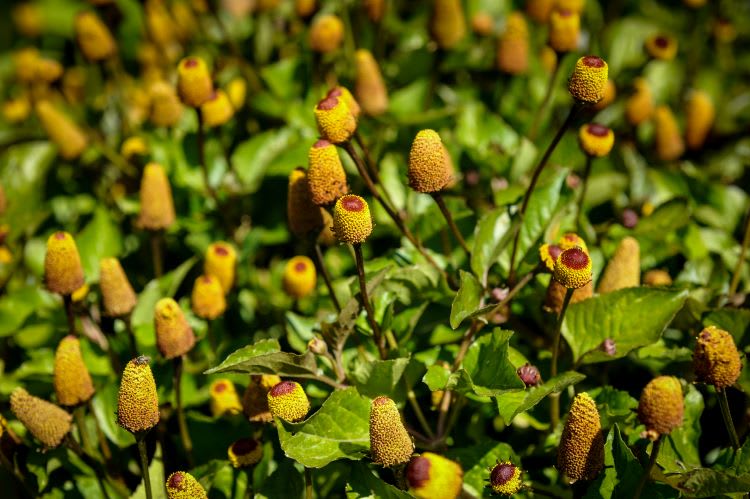 Closely packed small yellow cylindrical blooms with dark red tops among soade-shaped dark green foliage