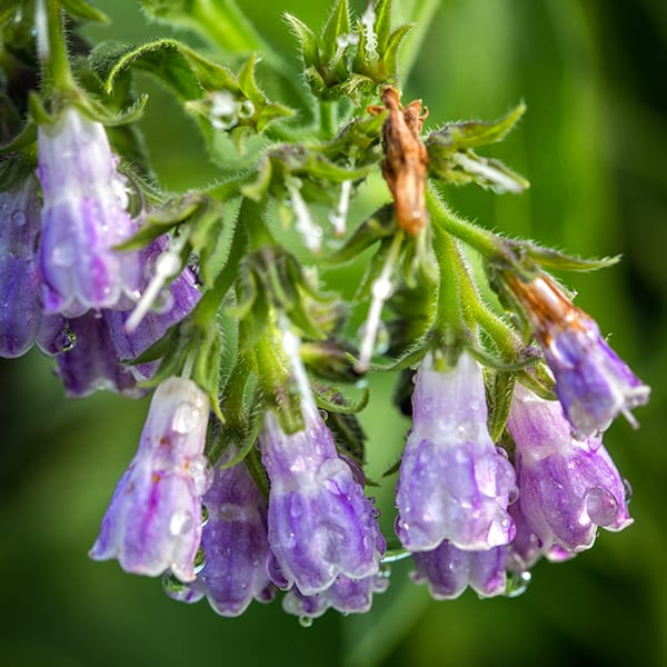Bocking 14 comfrey with purple blooms