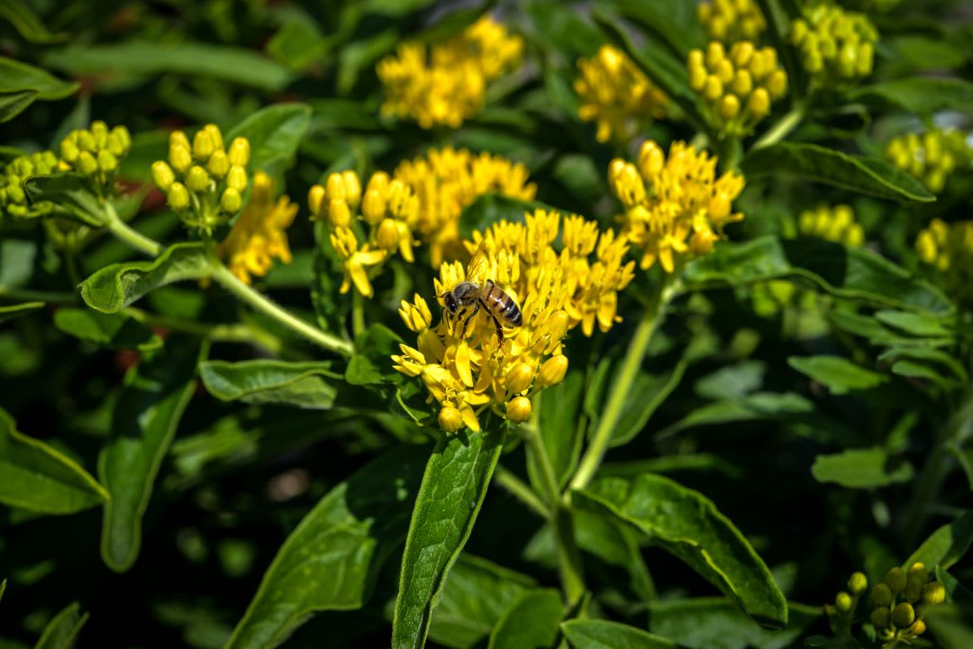In a clump of yellow flowers, a bee feasts on the milkweed pollen.