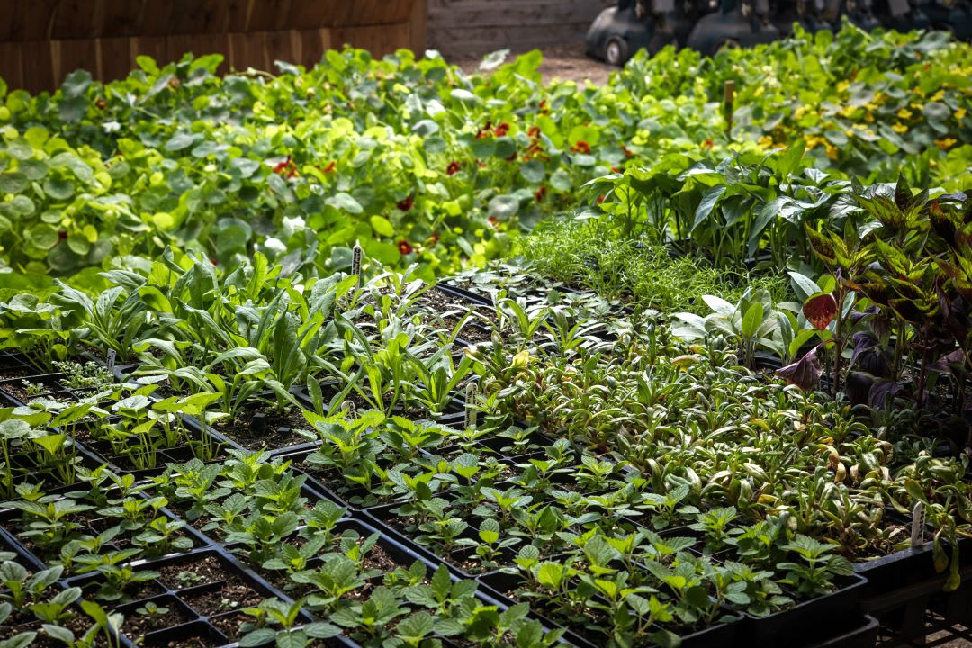 Long shot of a greenhouse filled with a variety of seedlings ready to transfer to the garden
