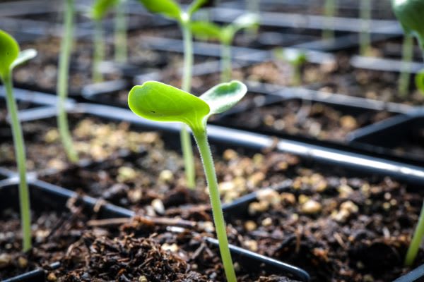 tiny, bright green seedlings in tray of dirt