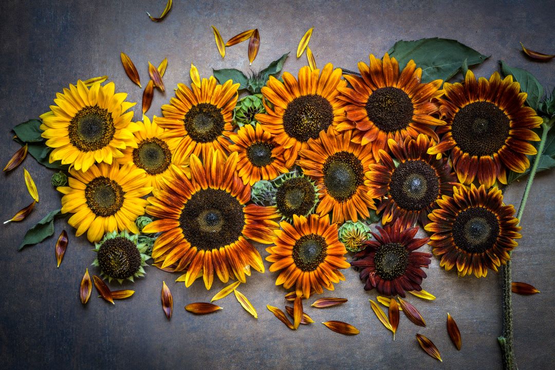 Sunflowers on a grey table top range from bright yellow to dark orange with dark centers