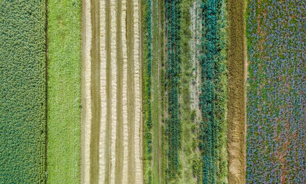 AdobeStock image shows aerial views of rows of alternating crops