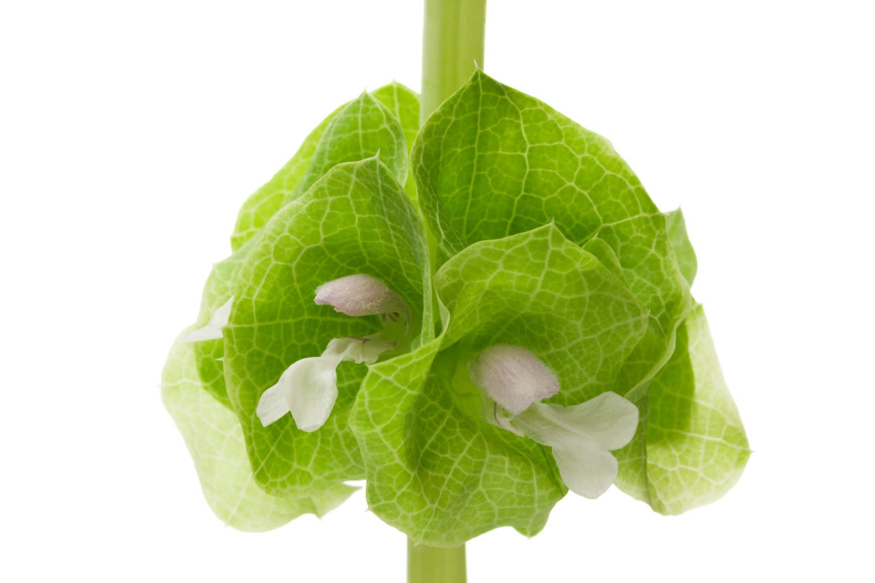White flowers and green leaves of Bells of Irreland.