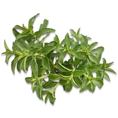 Stevia – natural zero-calorie sweetener
plant