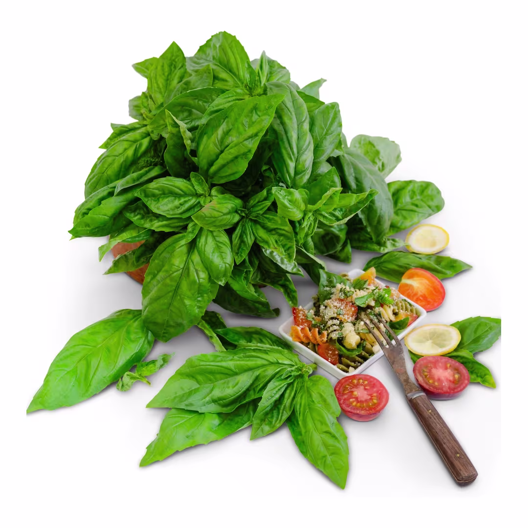 Basil
