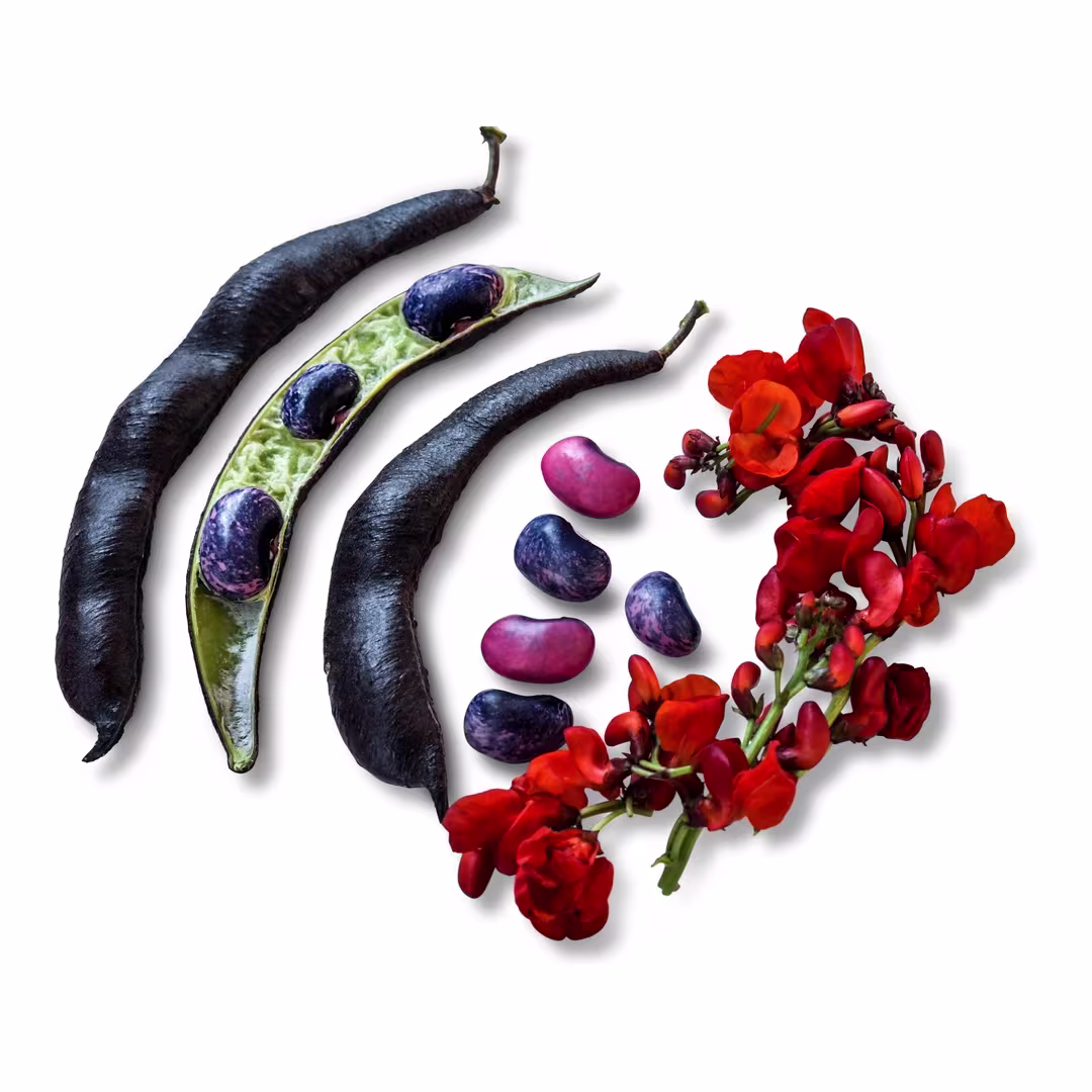 Runner Bean