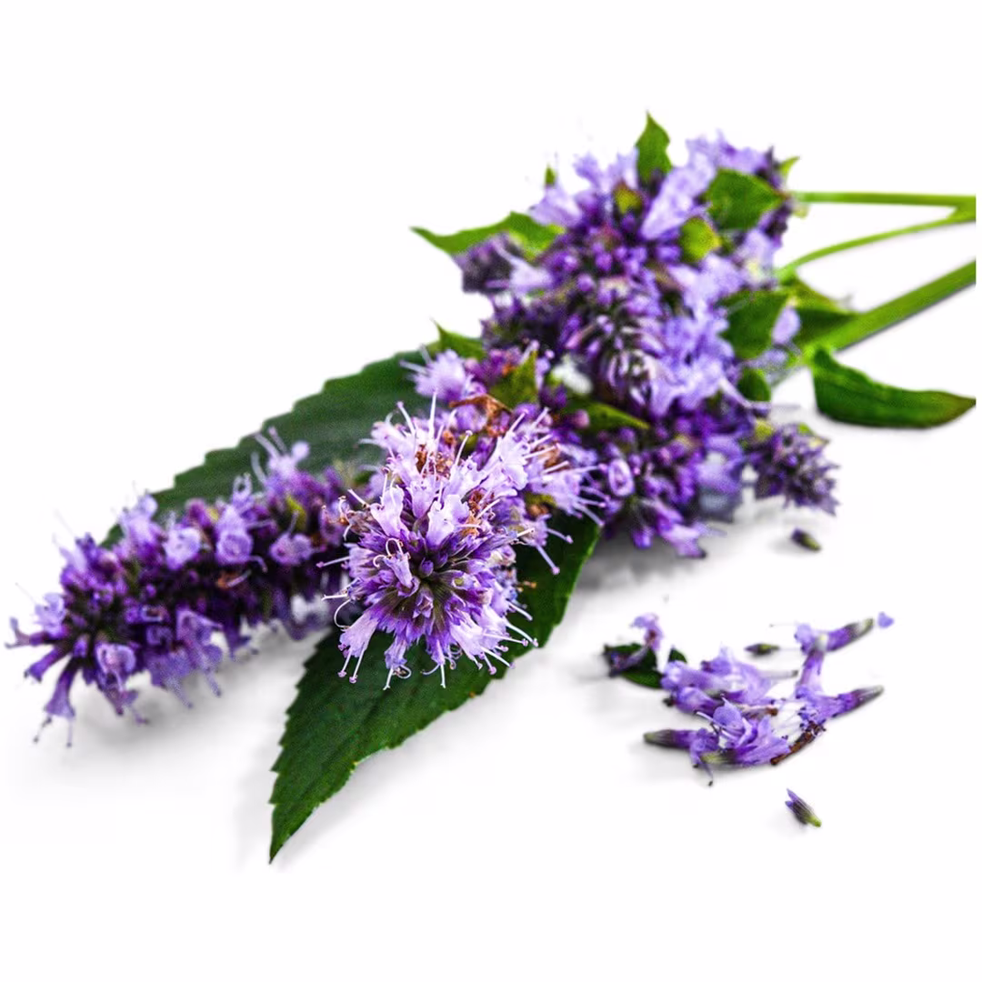 Anise Hyssop