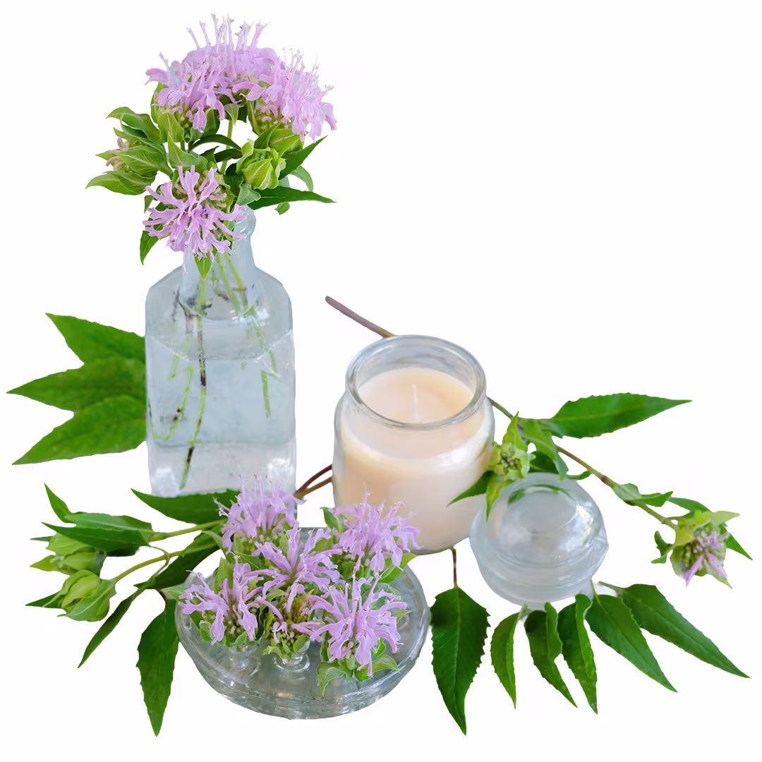 Bergamot