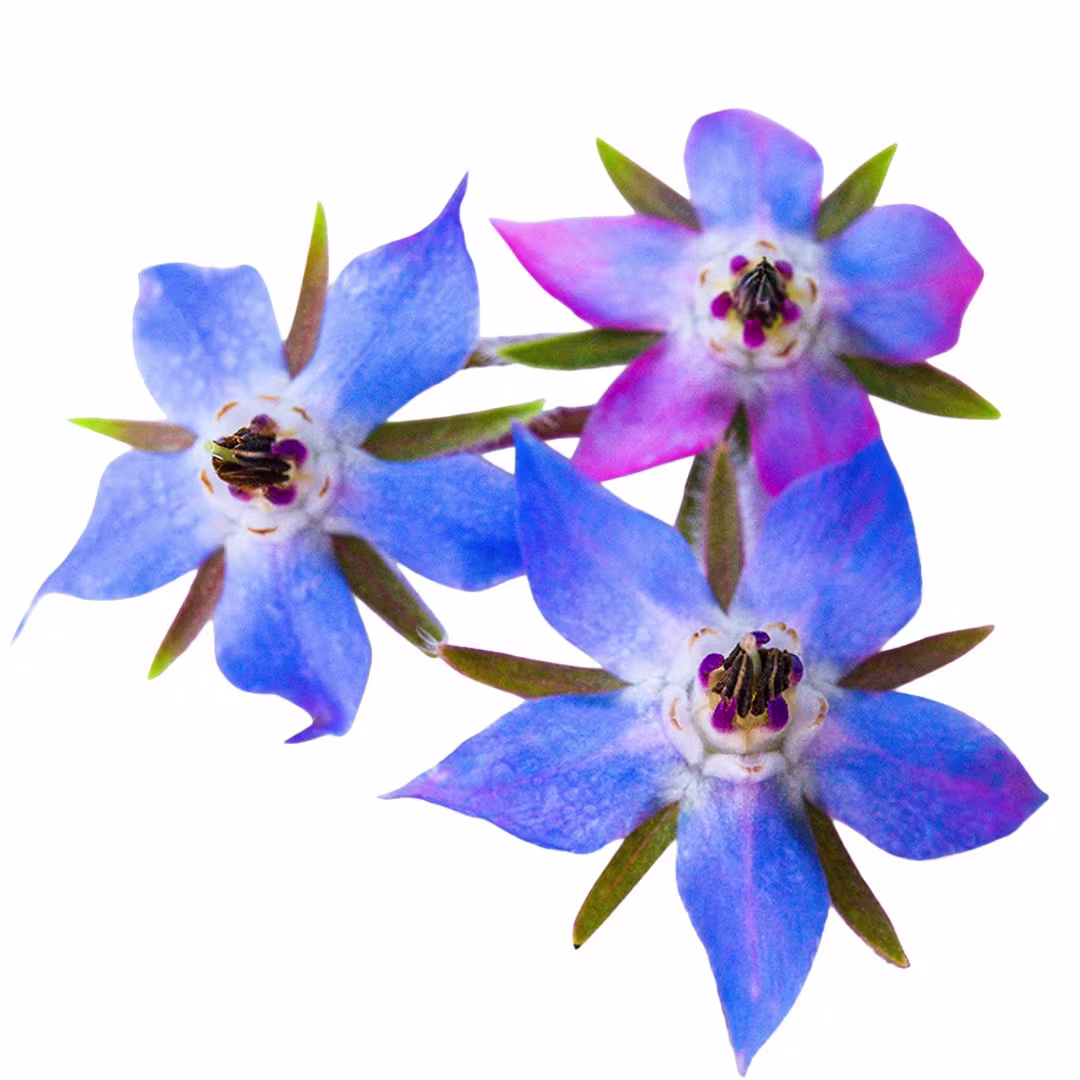 Borage