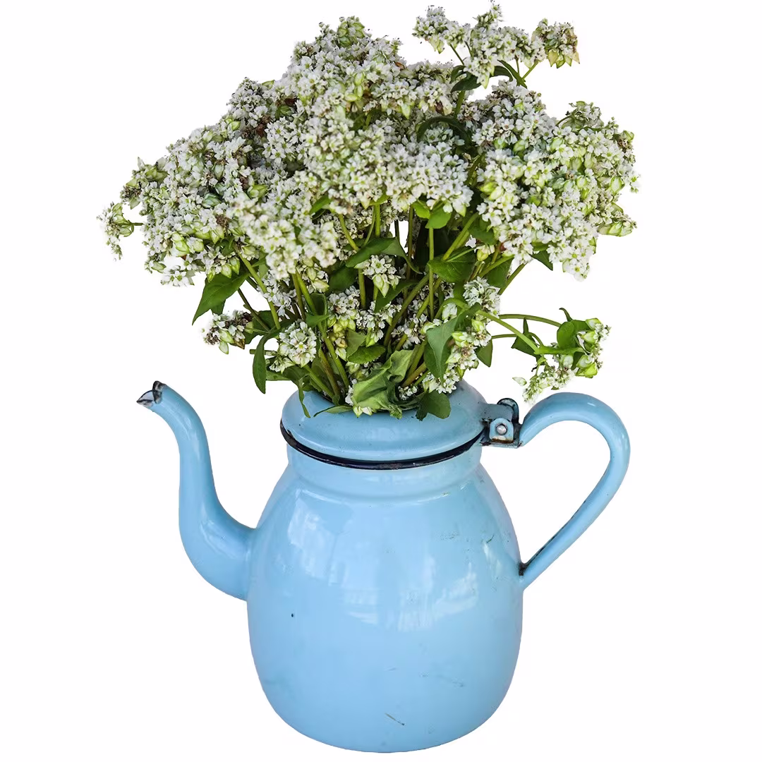 Buckwheat